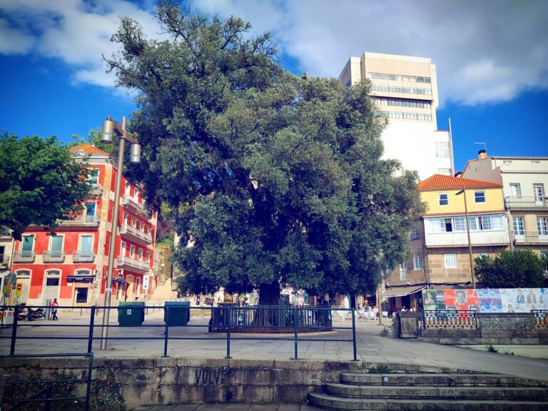 Olivo de vigo samuel ferro